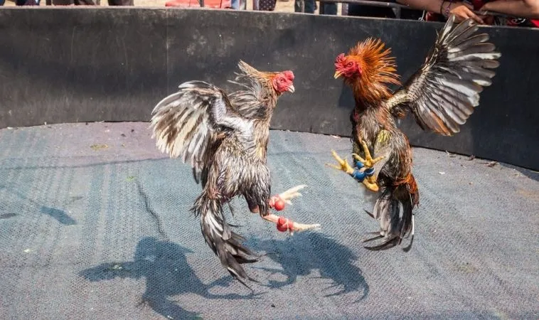 Hướng Dẫn Chi Tiết Cách Chơi Đá Gà WS168 Tại SumVip Hiệu Quả 1 Đá Gà WS168 Tại SumVip